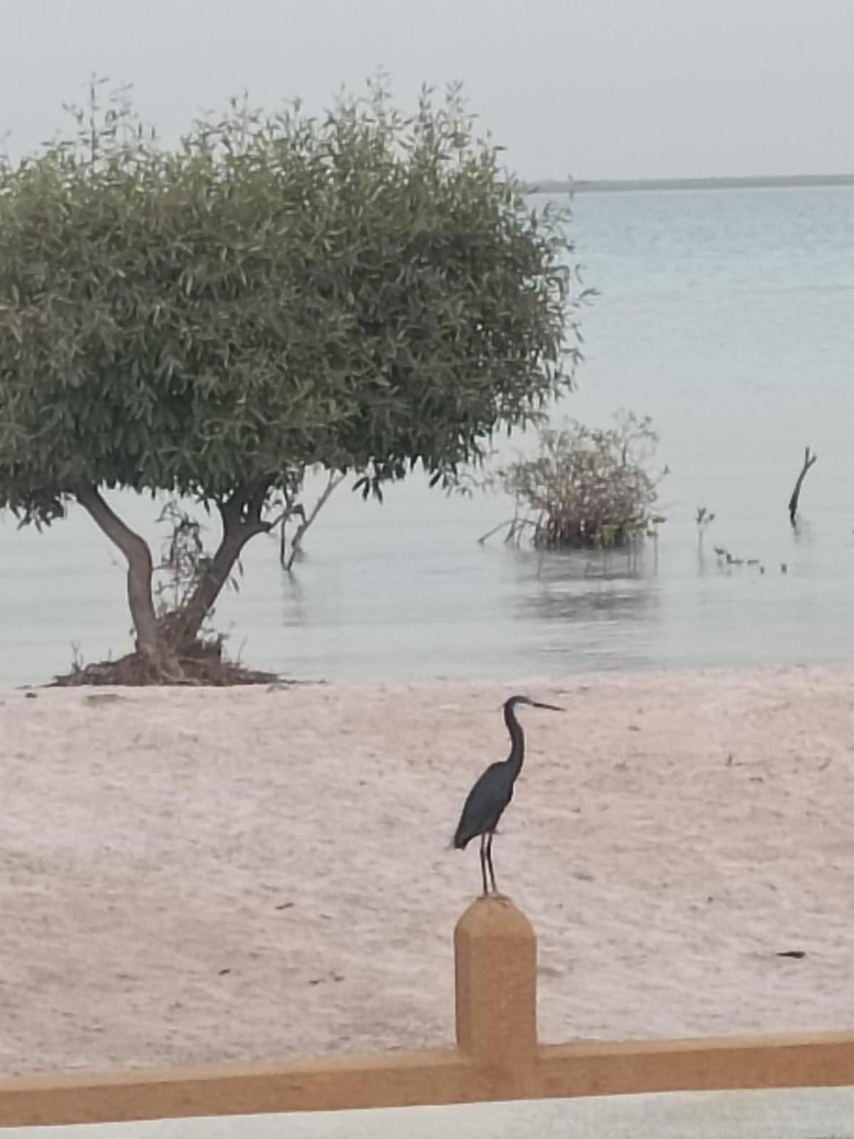 La Villa Sur La Plage Palmarin Eksteriør billede